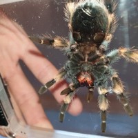 B. Smithi