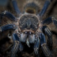 Homoeomma sp. Blue/Thrixopelma lagunas