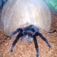 Brachypelma Albopilosum Juvenile