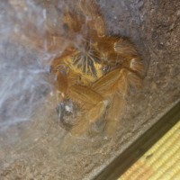 Pterinochilus Murinus