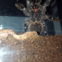 Grammostola pulchripes