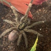 N. Incei