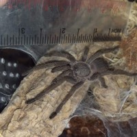 Chilobrachys?