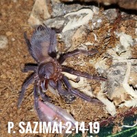 P. Sazimai