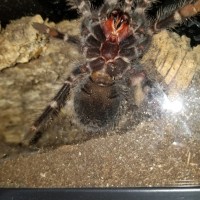 Lasiodora parahybana