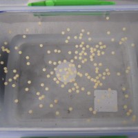 Cyriopagopus albostriatus eggs