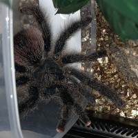 Avicularia ID Request [2/2]