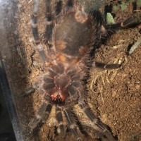 Grammostola pulchripes [ventral sexing]