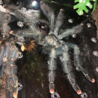 A. avicularia morphotype? - MM