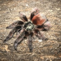 C versicolor mm