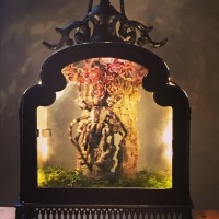 Tarantula Taxidermy