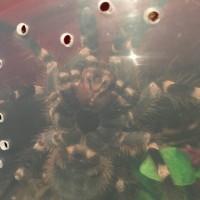 Acanthoscurria geniculata [1/2]