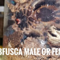 P. Subfusca male or female