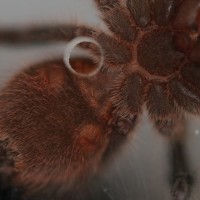 Grammostola actaeon approx 6.5 cm DLS (2.5 inches) [2/2]