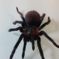 Brachypelma vagans