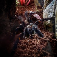 Male Poecilotheria metallica