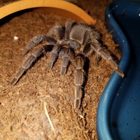 Aphonopelma Seemanni