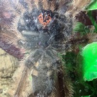 2" Psalmopoeus pulcher [2/2]