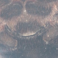 Acanthoscurria Geniculata