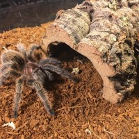 Grammostola rosea 3”