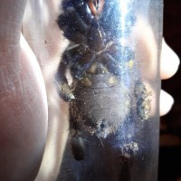 Poecilotheria metallica [2/2]