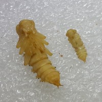 Superworm and Mealworm Pupae