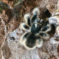 B. Albopilosum