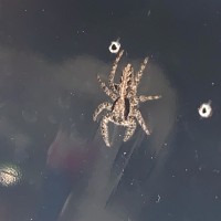 Need jumping spider ID