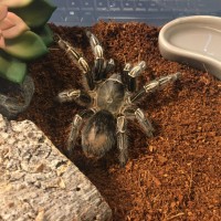 MF A. Seemanni