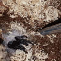 Wishbone spider feeding