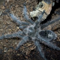 Grammostola sp. Formosa Juvenile Female ~2"