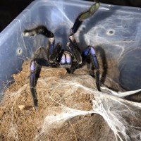 Chilobrachys sp electric blue