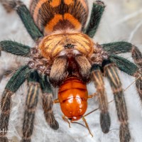 Chromatopelma cyaneopubescens sling