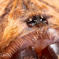 Chromatopelma cyaneopubescens sling