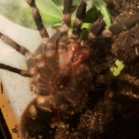 Acanthoscurria geniculata [ventral sexing] [2/2]