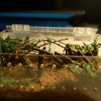 Micro forest for a micro Gbb