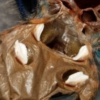 Chromatopelma cyaneopubescens [molt sexing]