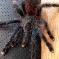 (avicularia avicularia morphotype 6) suspect female