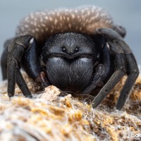 Gandanameno sp. - Velvet spider