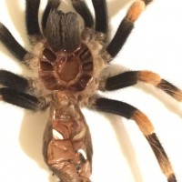 Brachypelma hamorii [2/3]