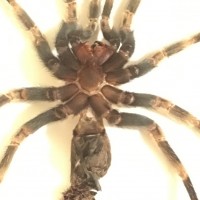 Brachypelma hamorii [3/3]