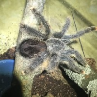 avicularia ?