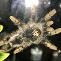 2.5' Avicularia avicularia [2/2]