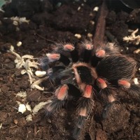 Brachypelma Hamorii <3