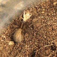 Trochosa ruricola eating cricket