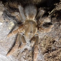 P. muticus just moulted