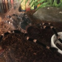 A. geniculata very lazy, never helps around the house.