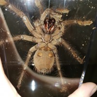 T stirmi