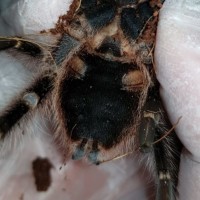 ventral sexing G.Pulchripes