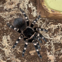 Acanthoscurria geniculata or Acanthoscurria brocklehursti?